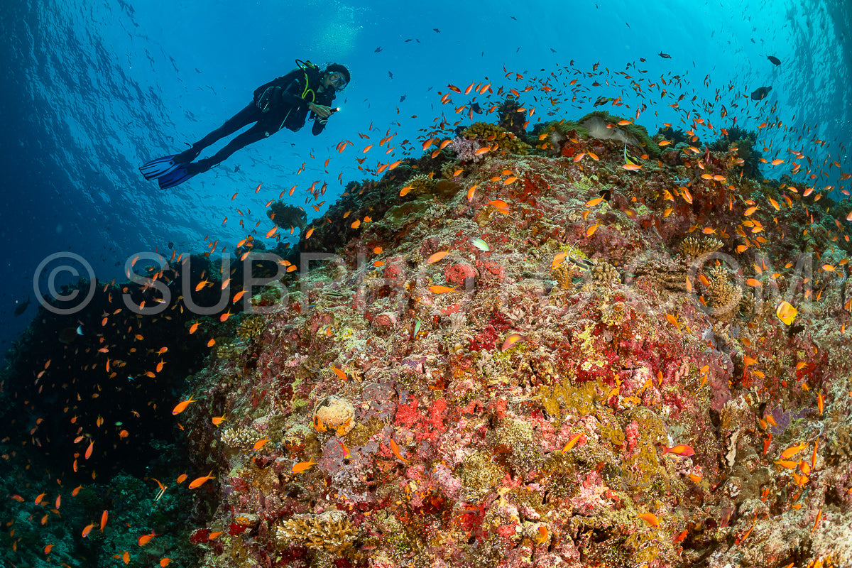 Photo de femme plongeuse visitant un récif corallien