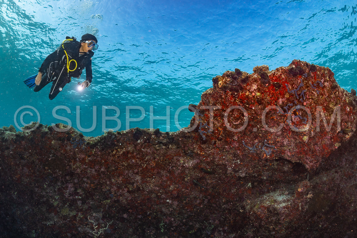 woman diver visiting a coral reef