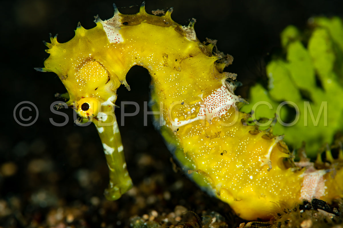 Photo de hippocampe jaune épineux