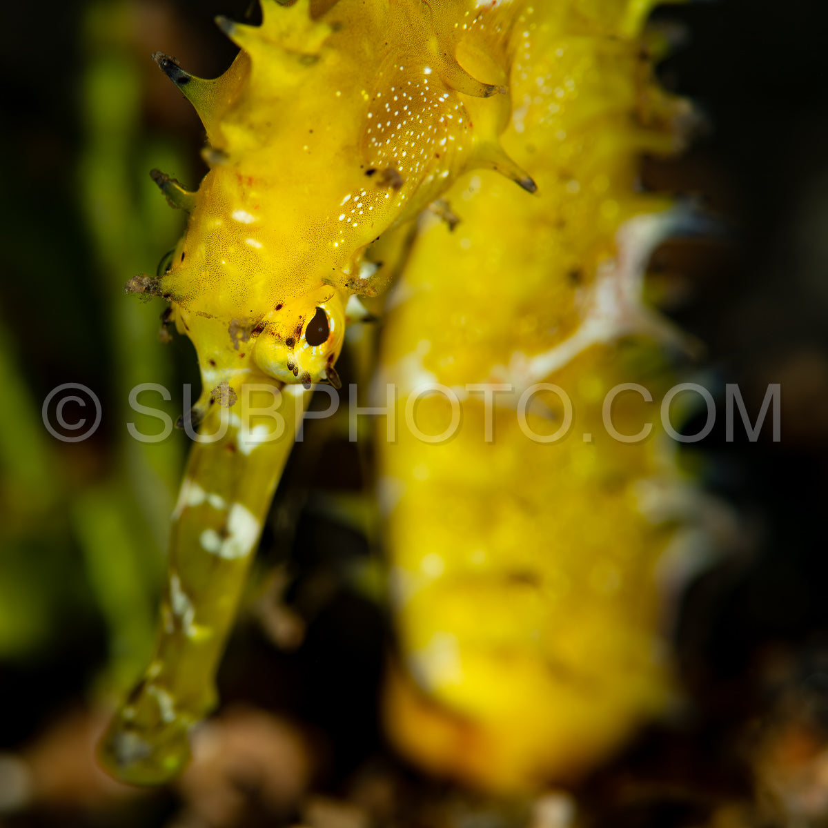 yellow thorny seahorse
