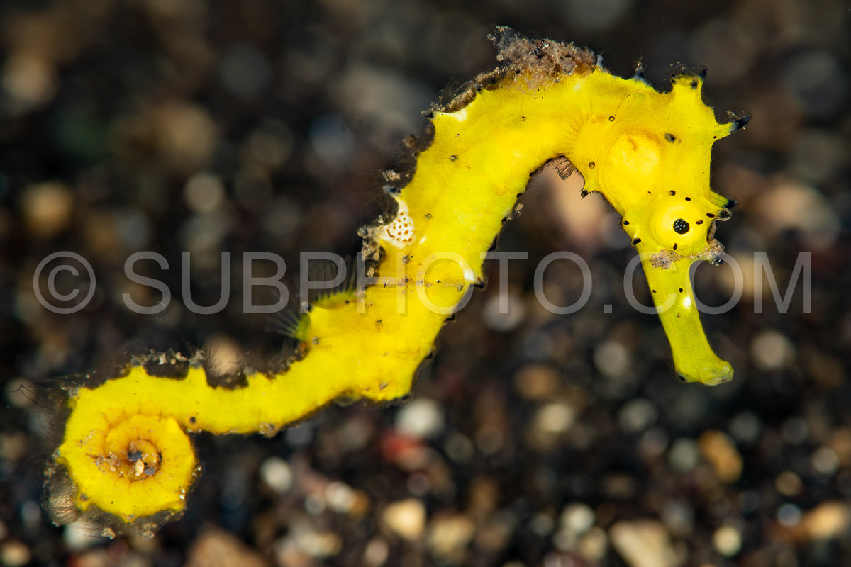 Photo de hippocampe jaune épineux