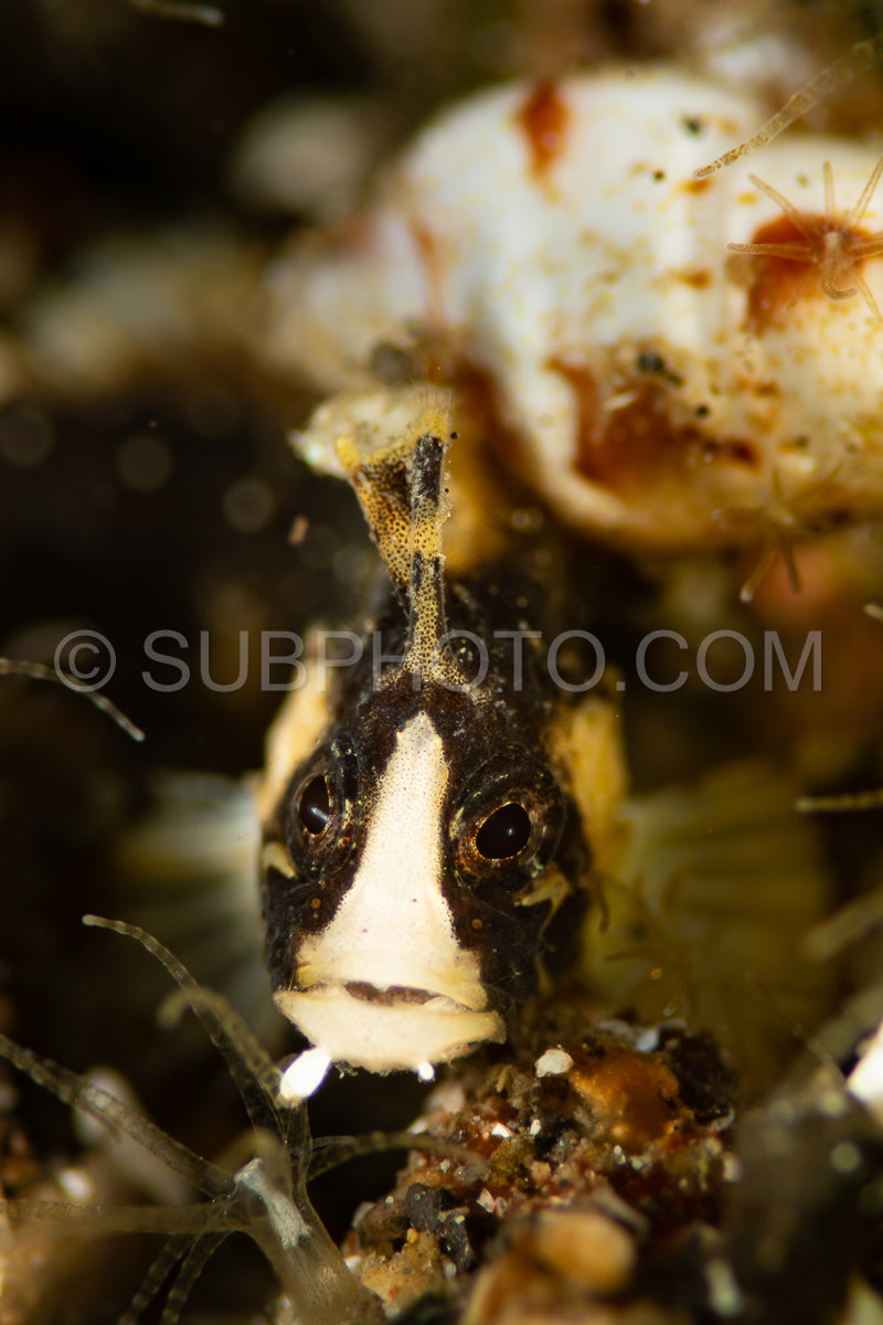 goby