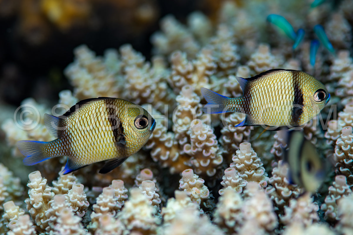 reticulated dascyllus fish