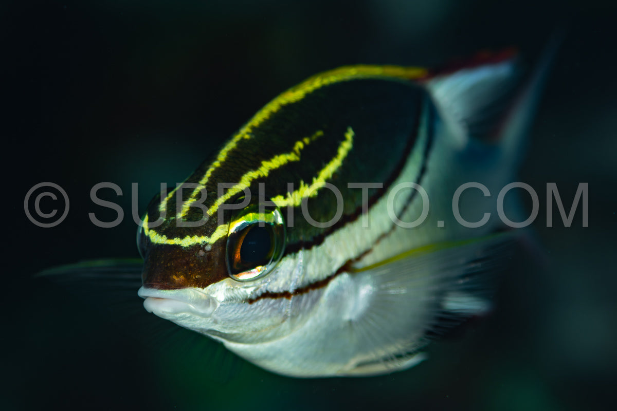 Photo de brème monocle bridée