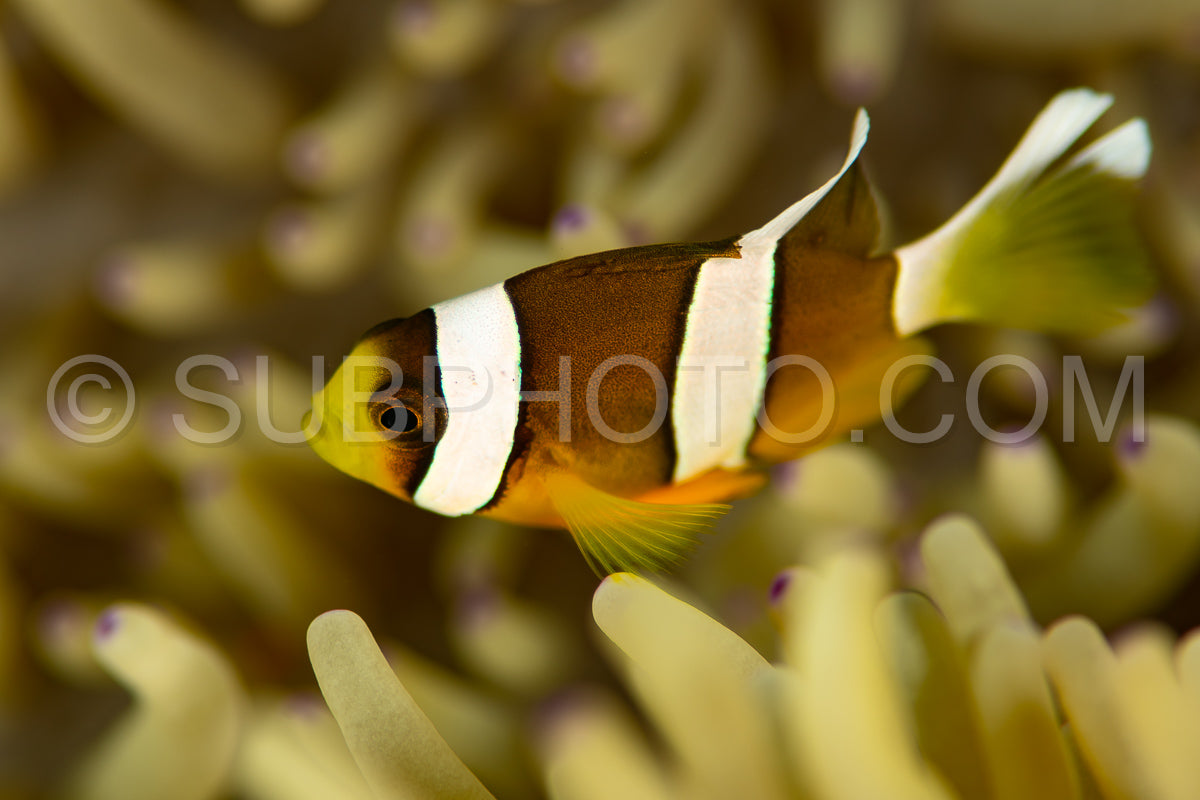 Clark's anemonefish clownfish
