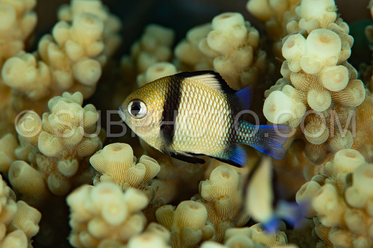 reticulated dascyllus fish