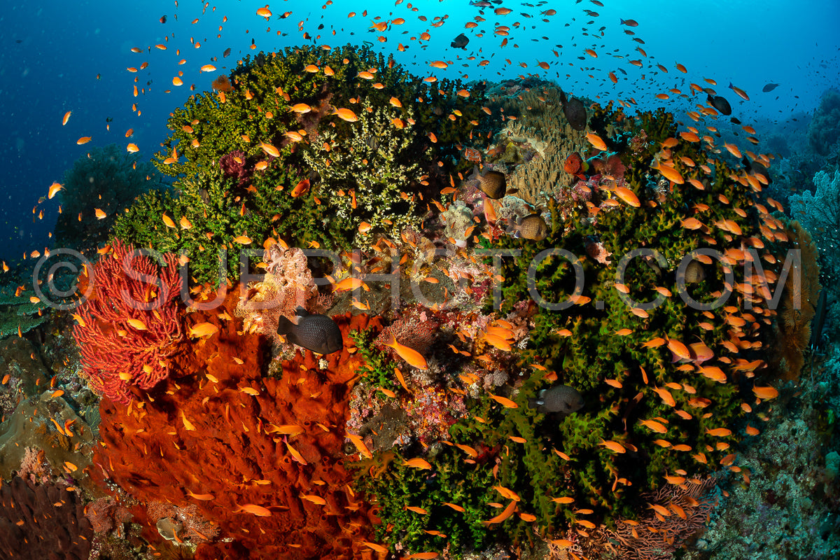 Anthias on a reef