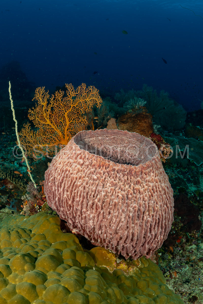 barrel sponge