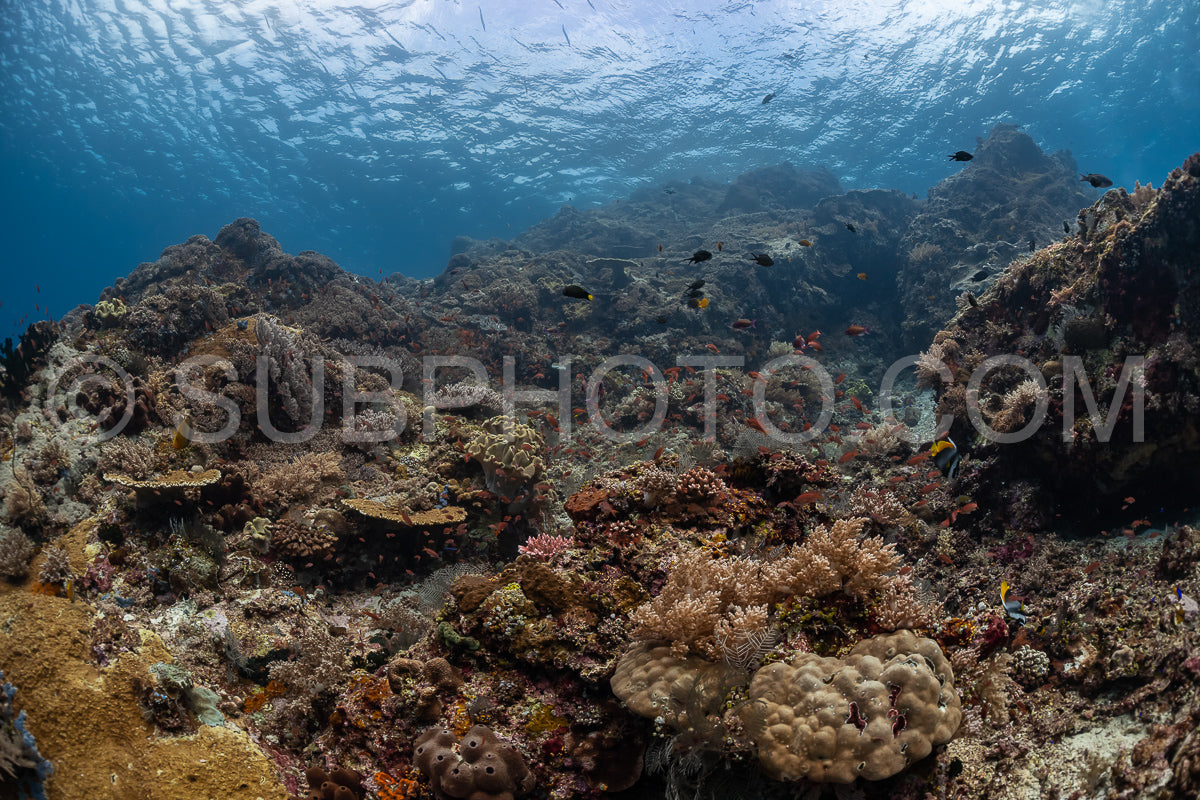 ikomodo coral reef in Indonesia