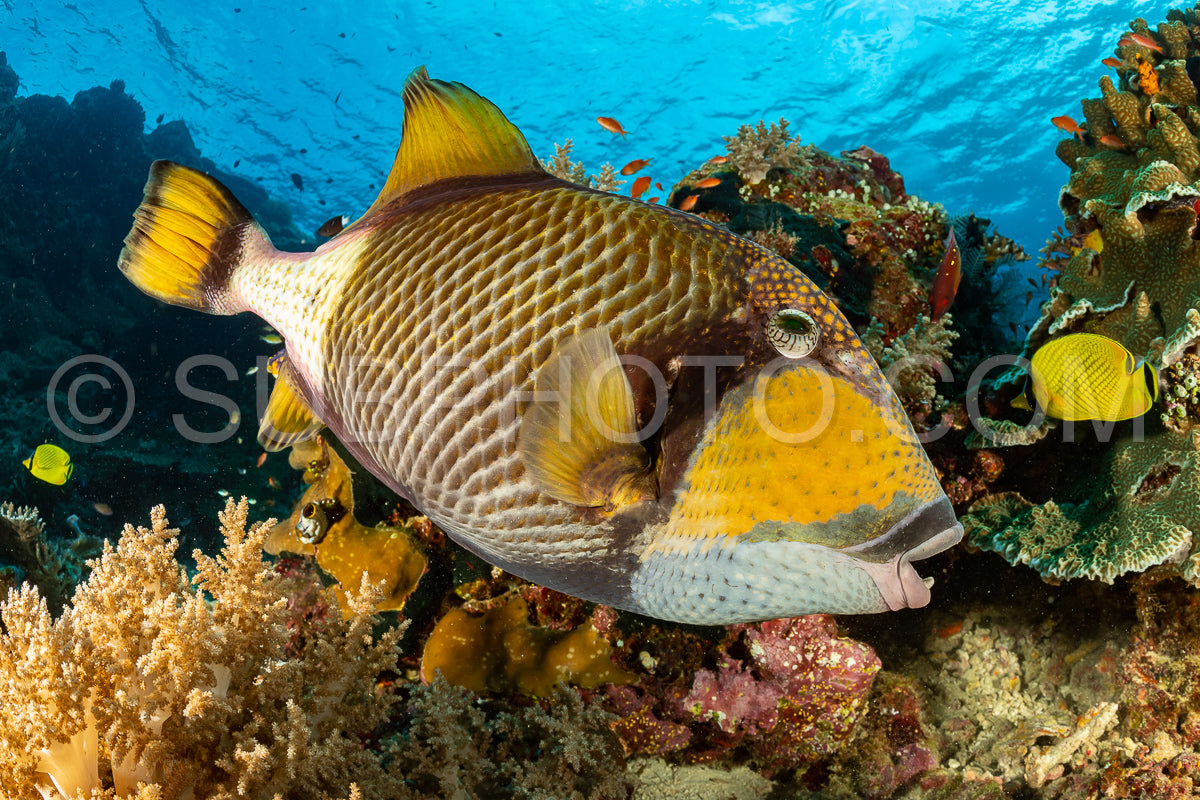 Photo de baliste titan ou baliste géant