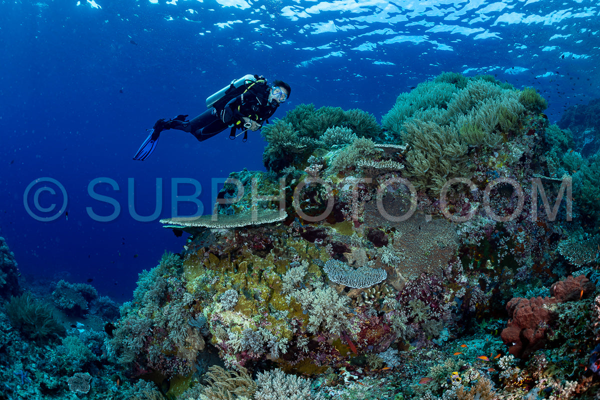 woman diver discovering the beauty of the Komodo National Park caral reef in Indonesia