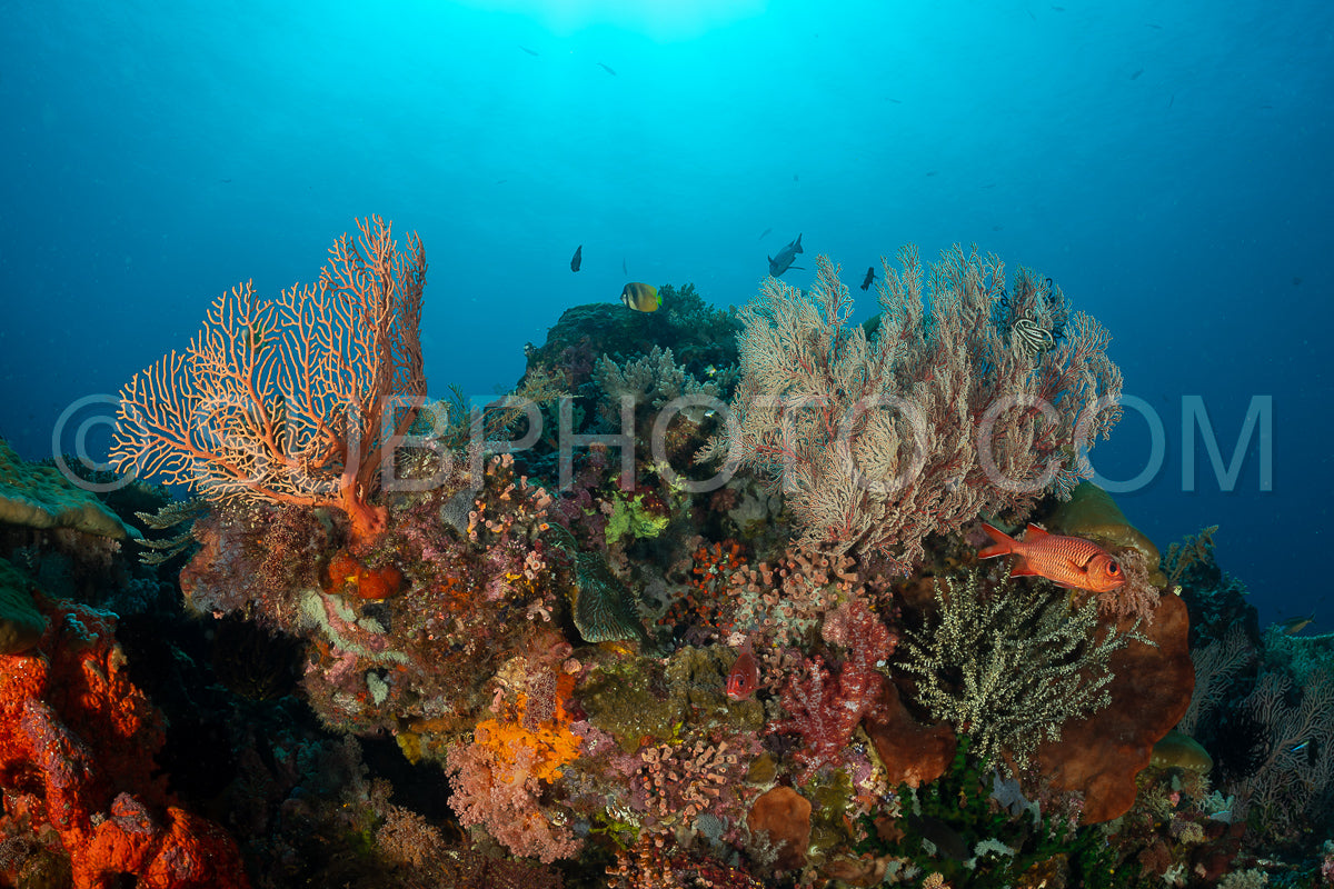 knotty gorgonian and soldier fish