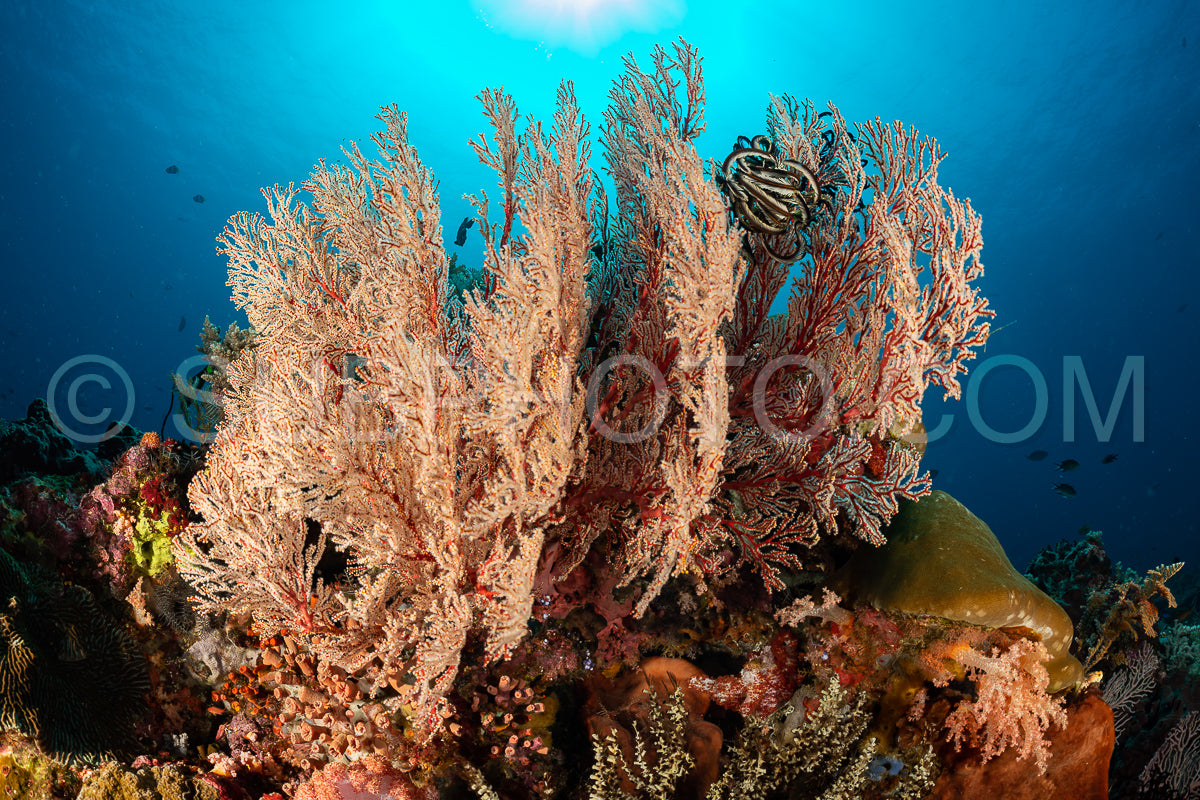 Photo de gorgone noueuse