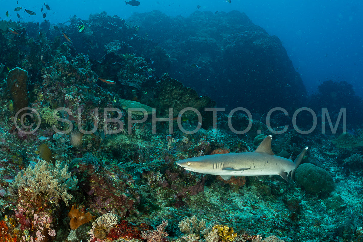 whitetip reef shark