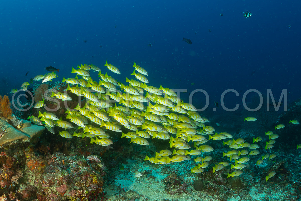 Photo de banc de vivaneaux