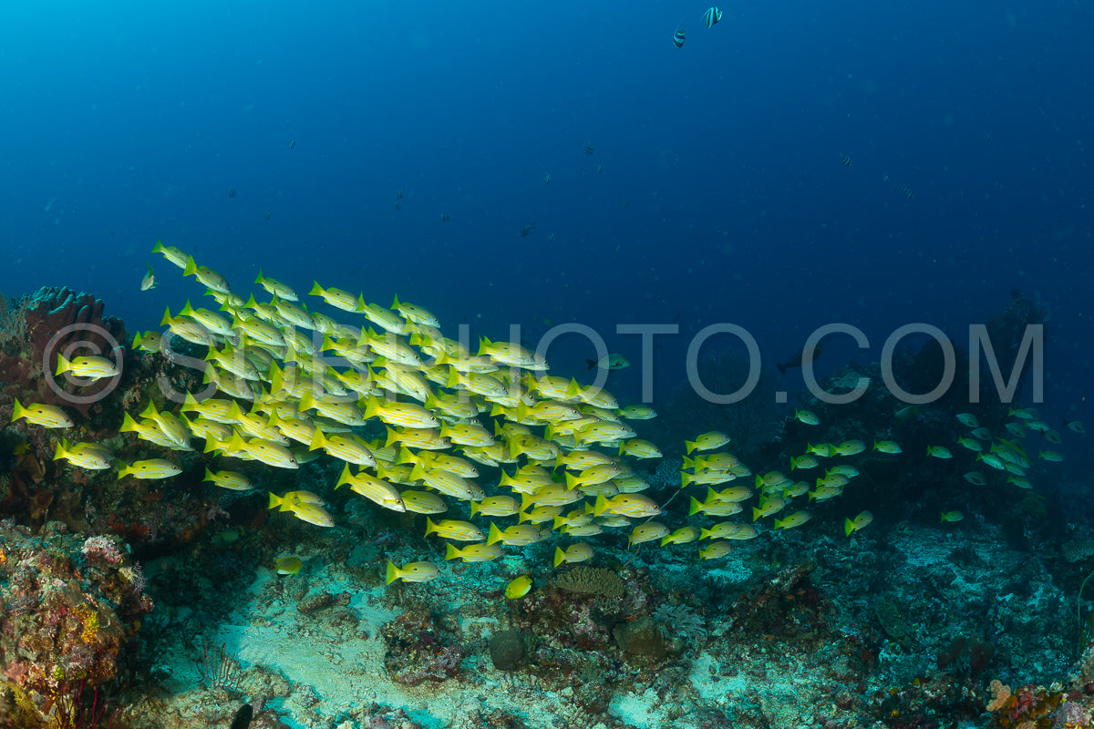 Photo de banc de vivaneaux
