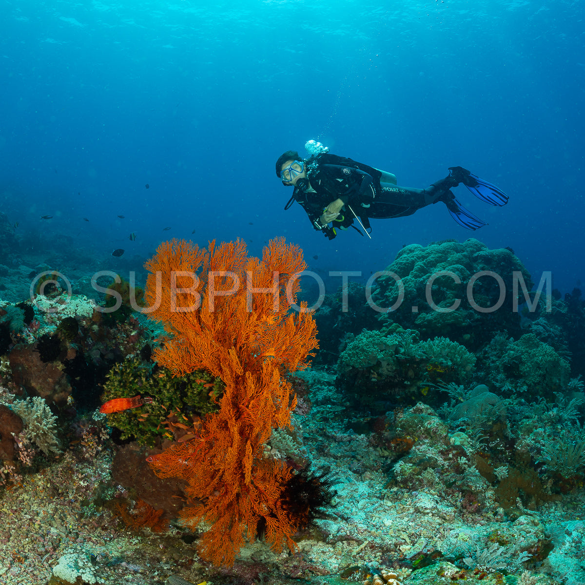 knotty gorgonian and a diver
