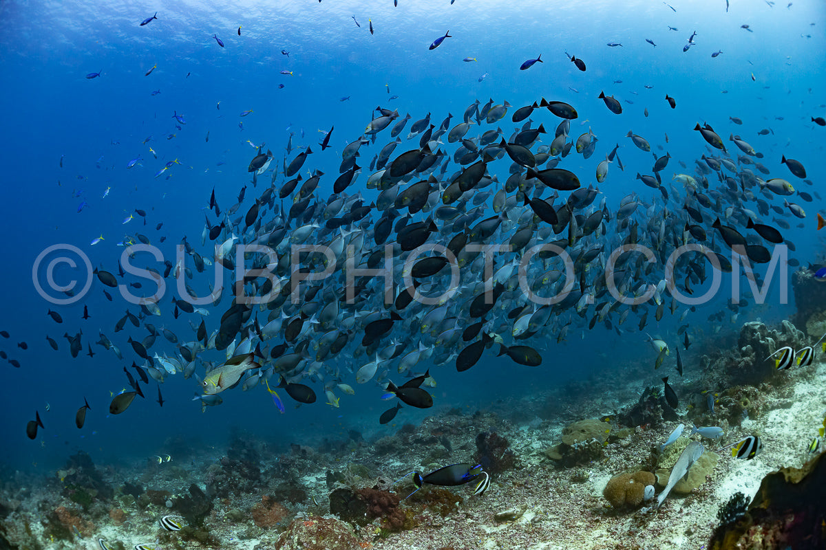 several schools of fish over a coral reef