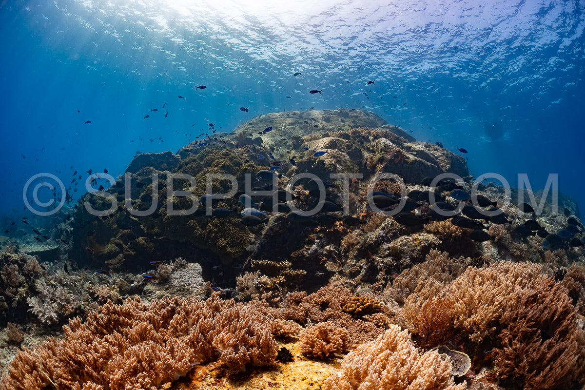 Photo de banc de poissons-chirurgiens bruns