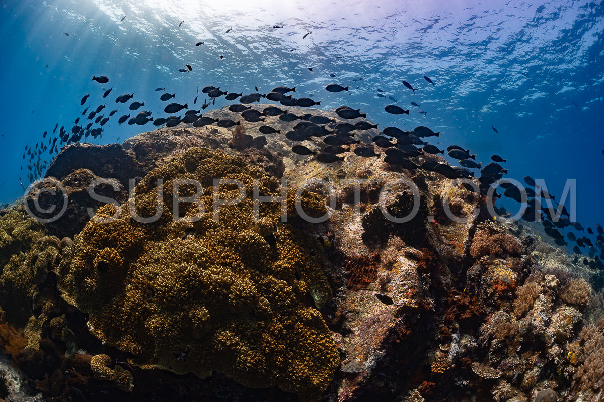 Photo de banc de poissons-chirurgiens bruns