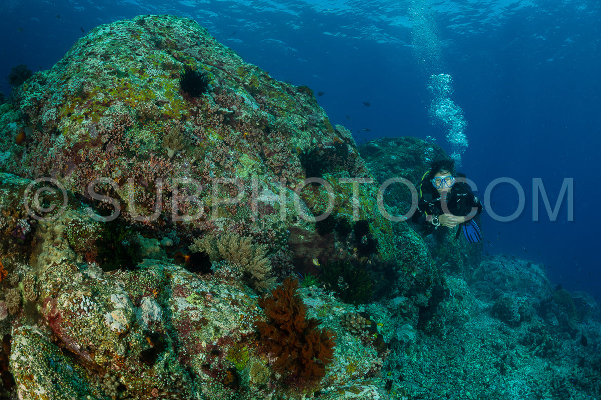 woman diver discovering the beauty of the Komodo National Park caral reef in Indonesia