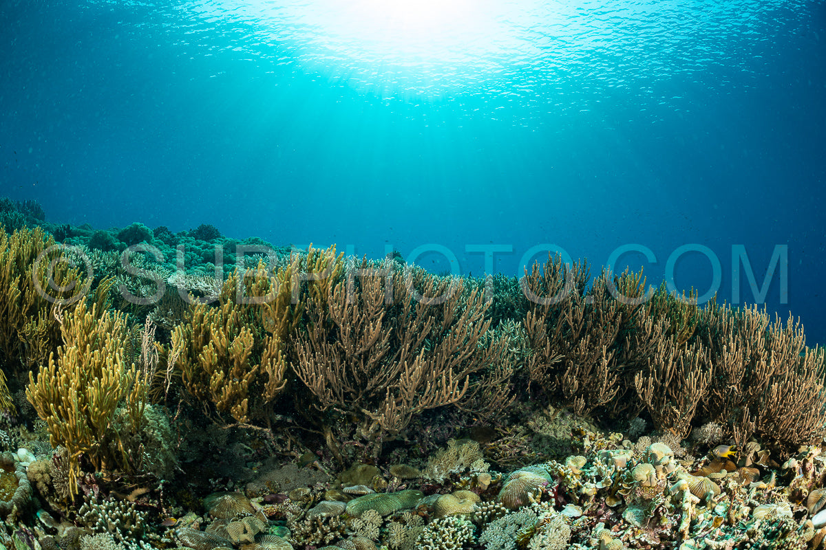 coral reef in Indonesia