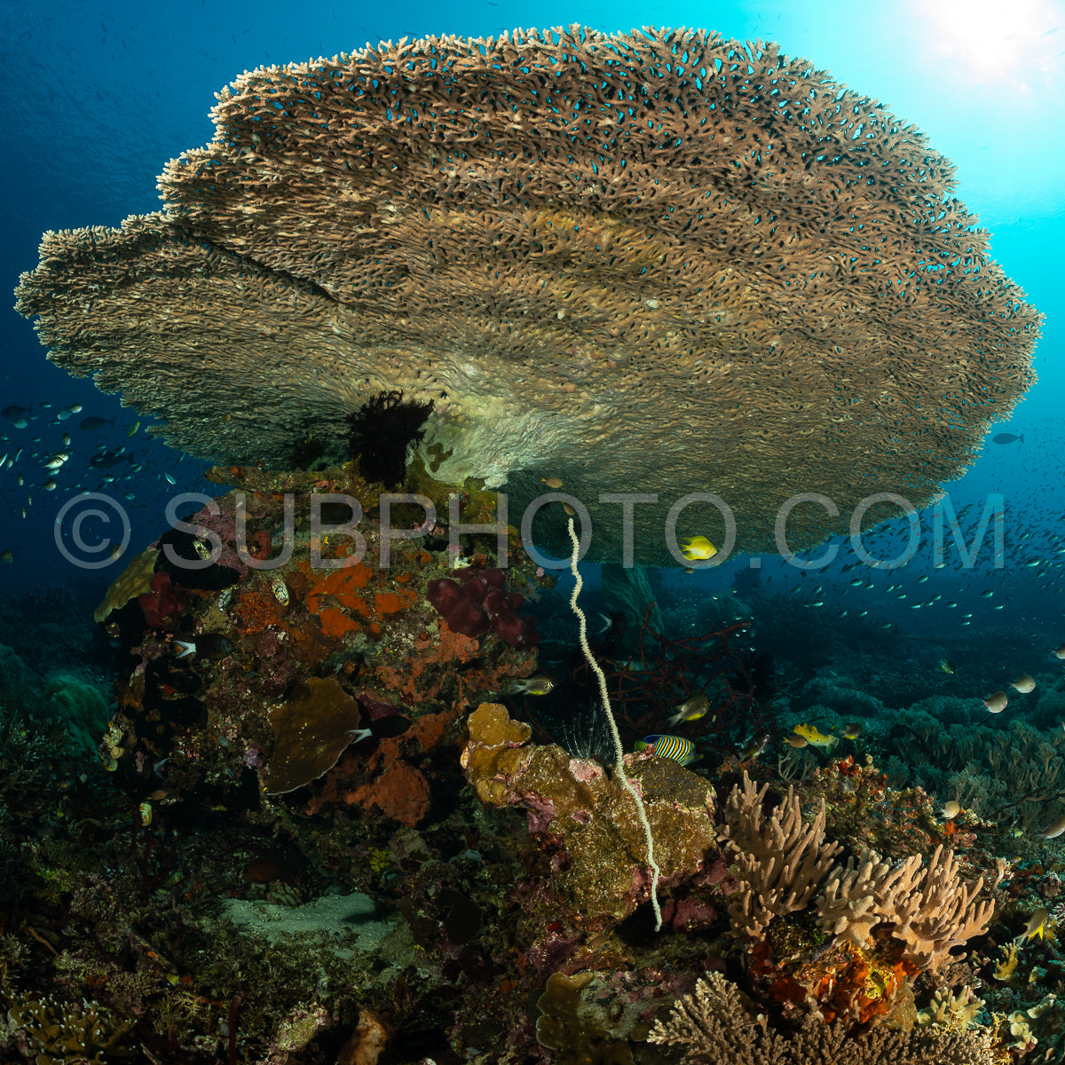 Photo de corail acropora