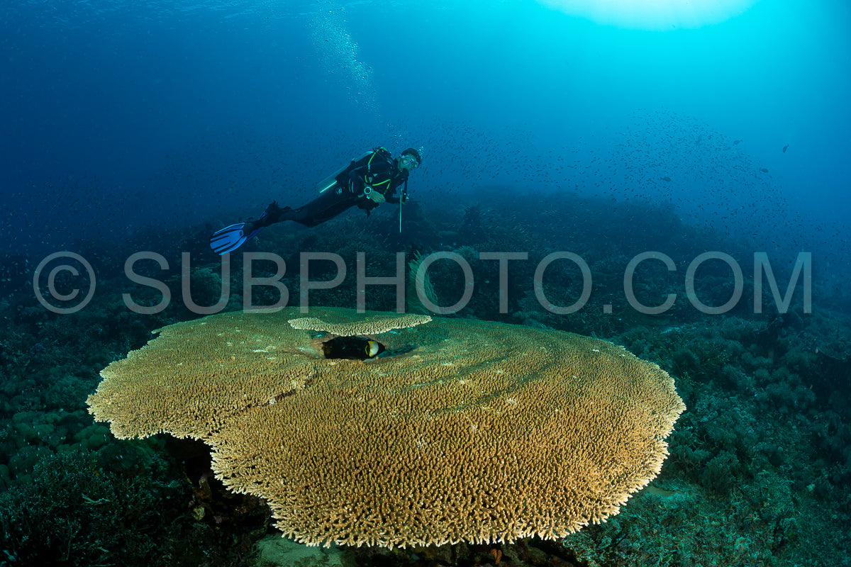 woman diver discovering the beauty of the Komodo National Park caral reef in Indonesia