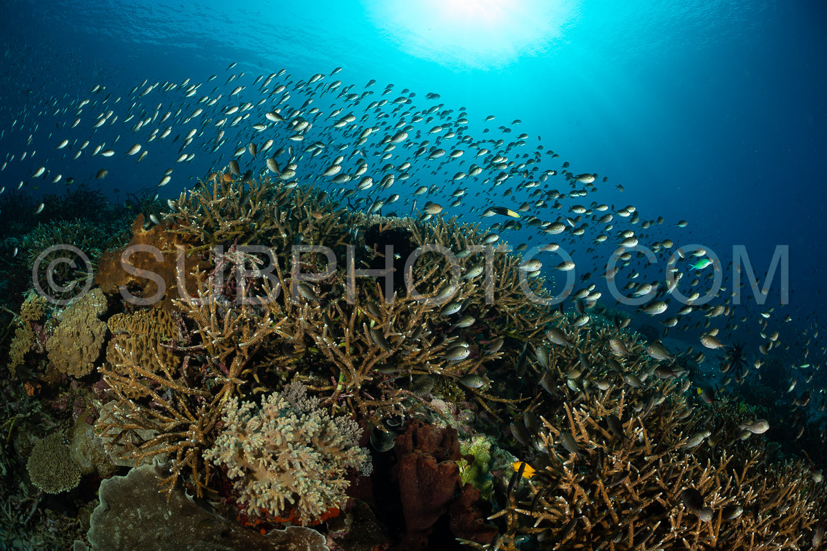 school of ternate chromis fish