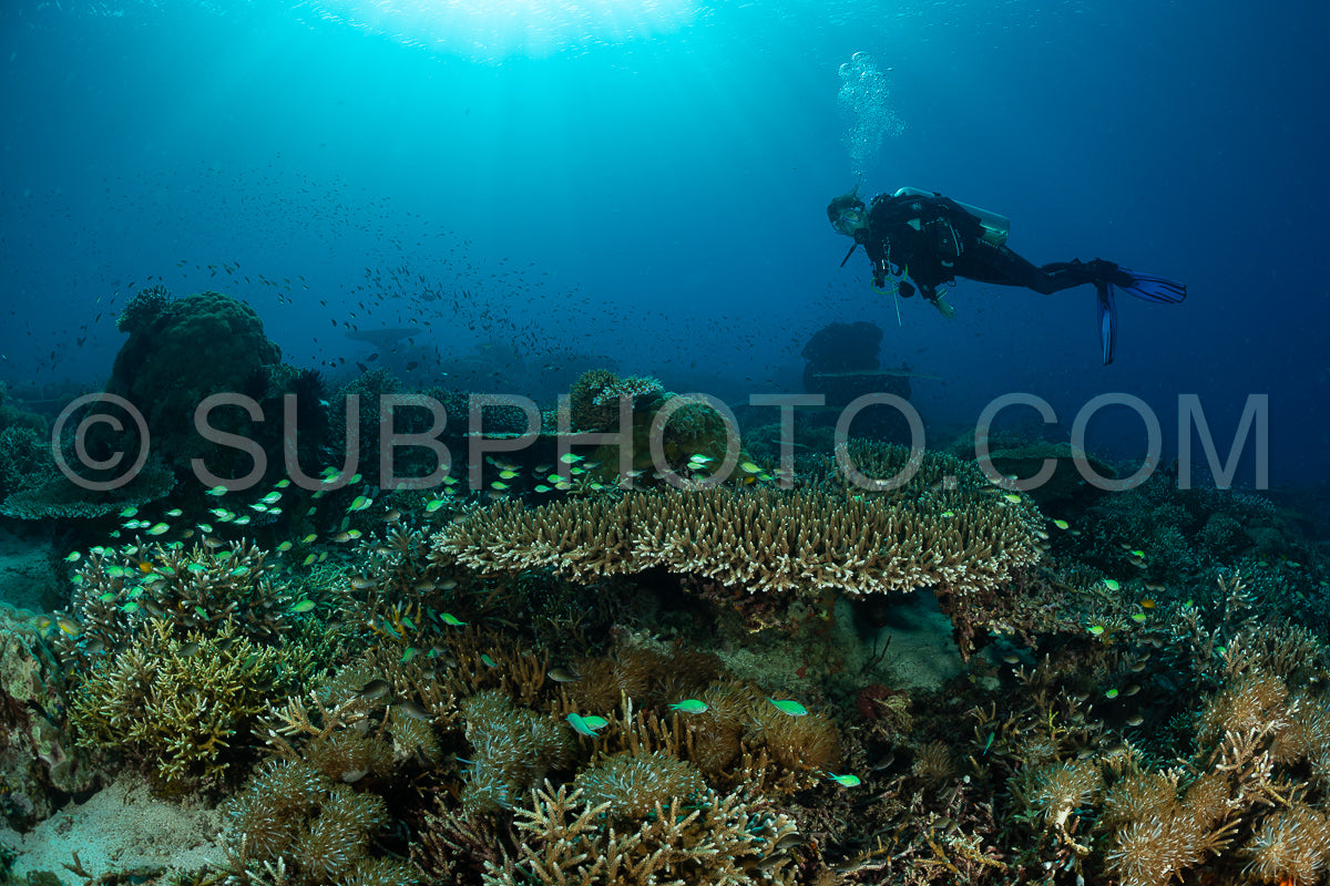 woman diver discovering the beauty of the Komodo National Park caral reef in Indonesia