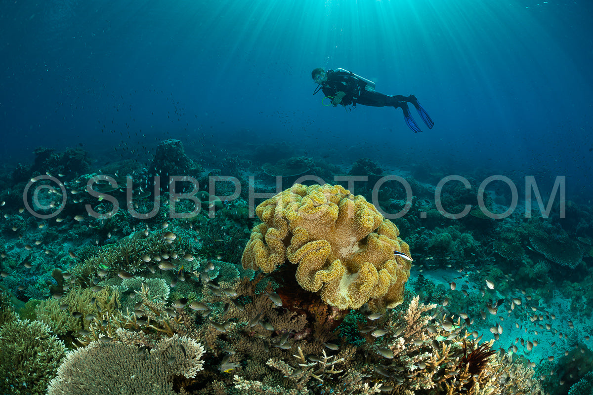 woman diver discovering the beauty of the Komodo National Park caral reef in Indonesia