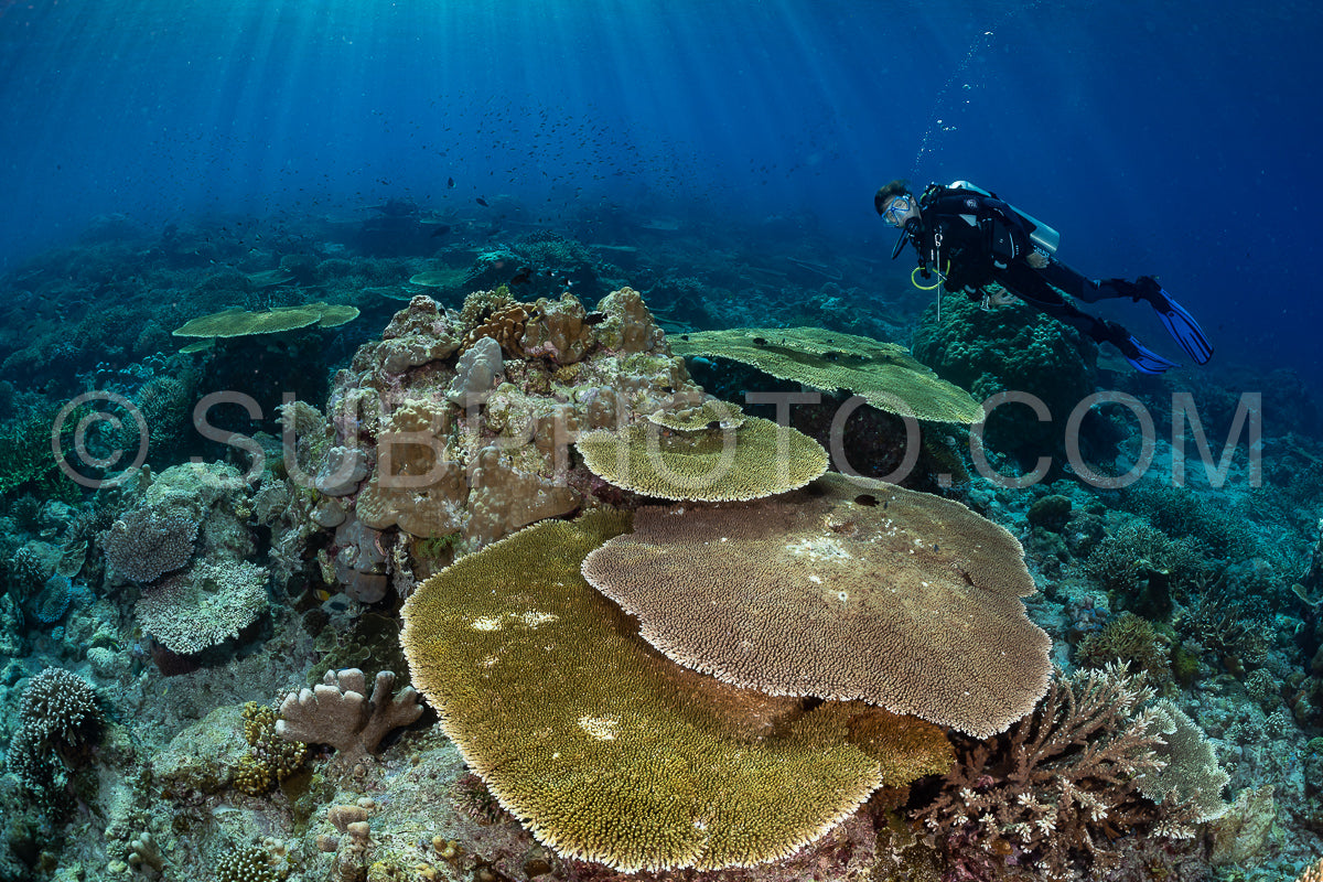 woman diver discovering the beauty of the Komodo National Park caral reef in Indonesia