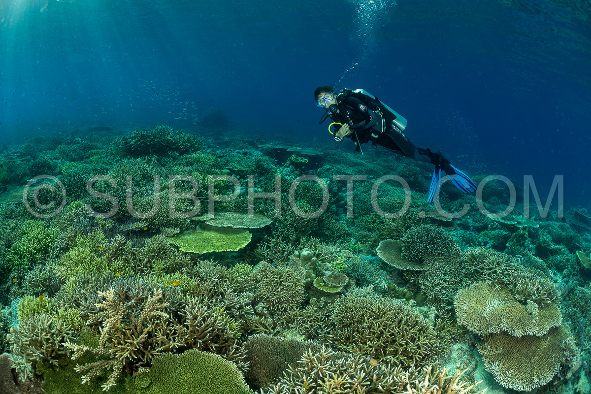 woman diver discovering the beauty of the Komodo National Park caral reef in Indonesia