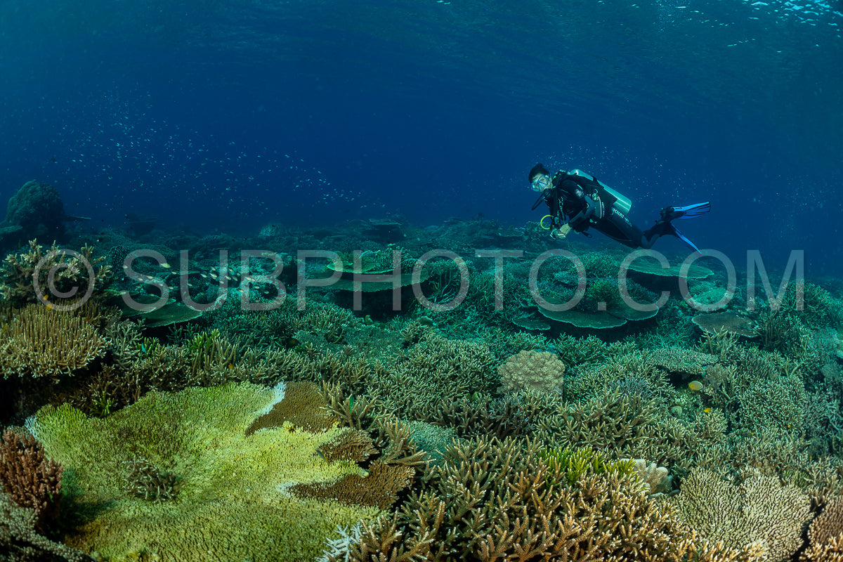 woman diver discovering the beauty of the Komodo National Park caral reef in Indonesia