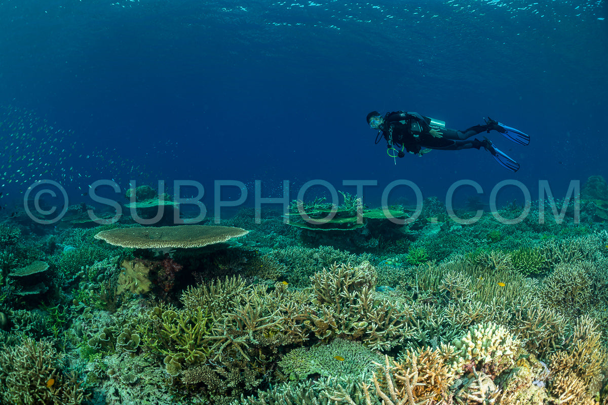 woman diver discovering the beauty of the Komodo National Park caral reef in Indonesia
