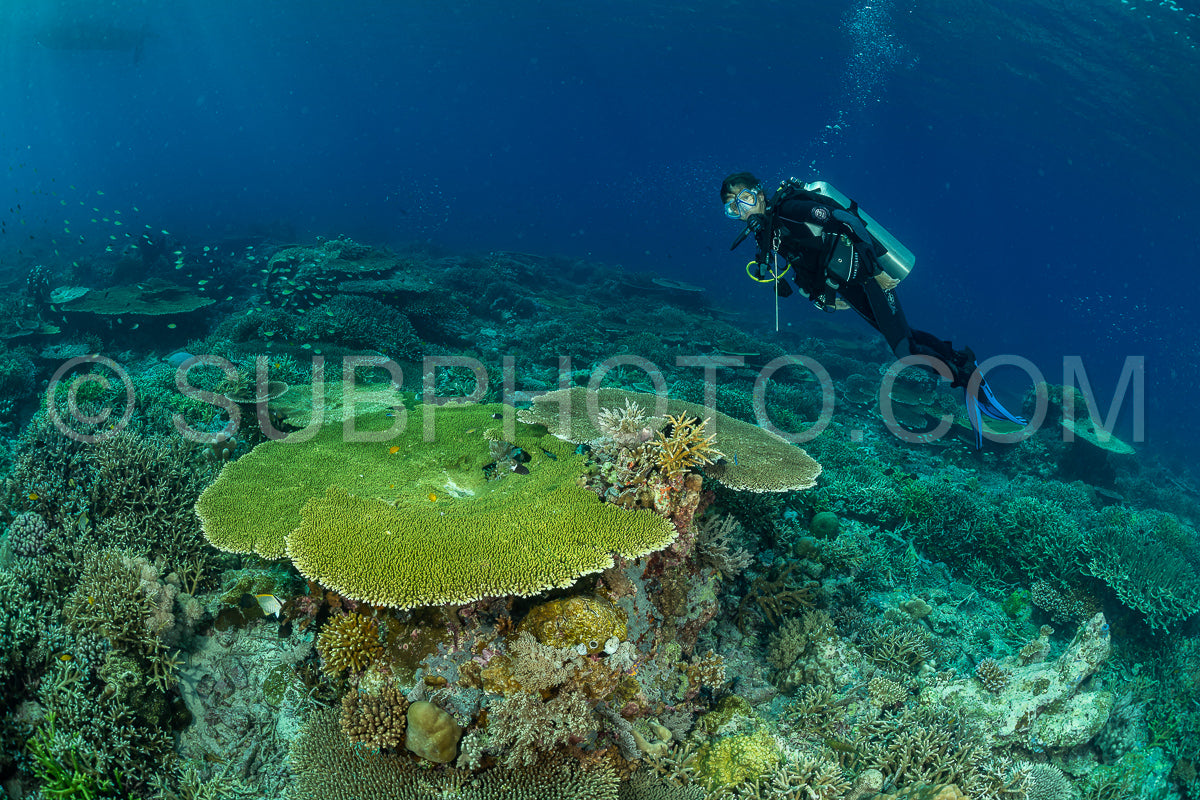 woman diver discovering the beauty of the Komodo National Park caral reef in Indonesia