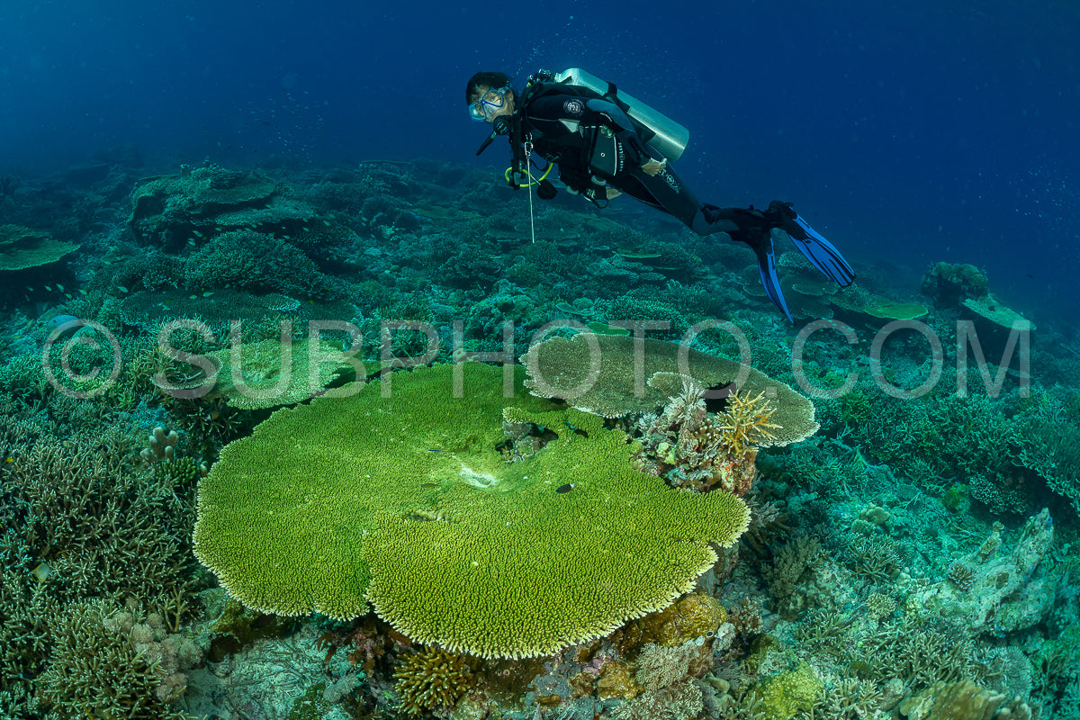 woman diver discovering the beauty of the Komodo National Park caral reef in Indonesia
