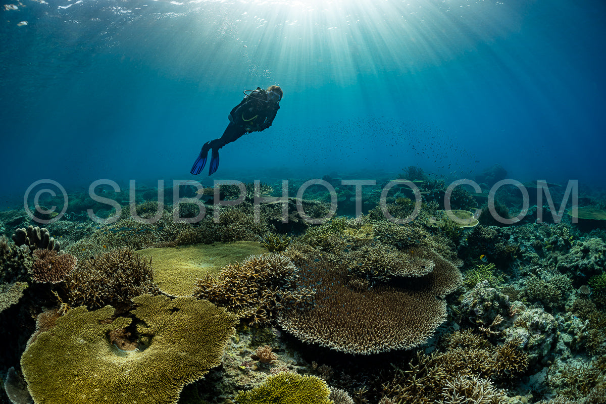 woman diver discovering the beauty of the Komodo National Park caral reef in Indonesia