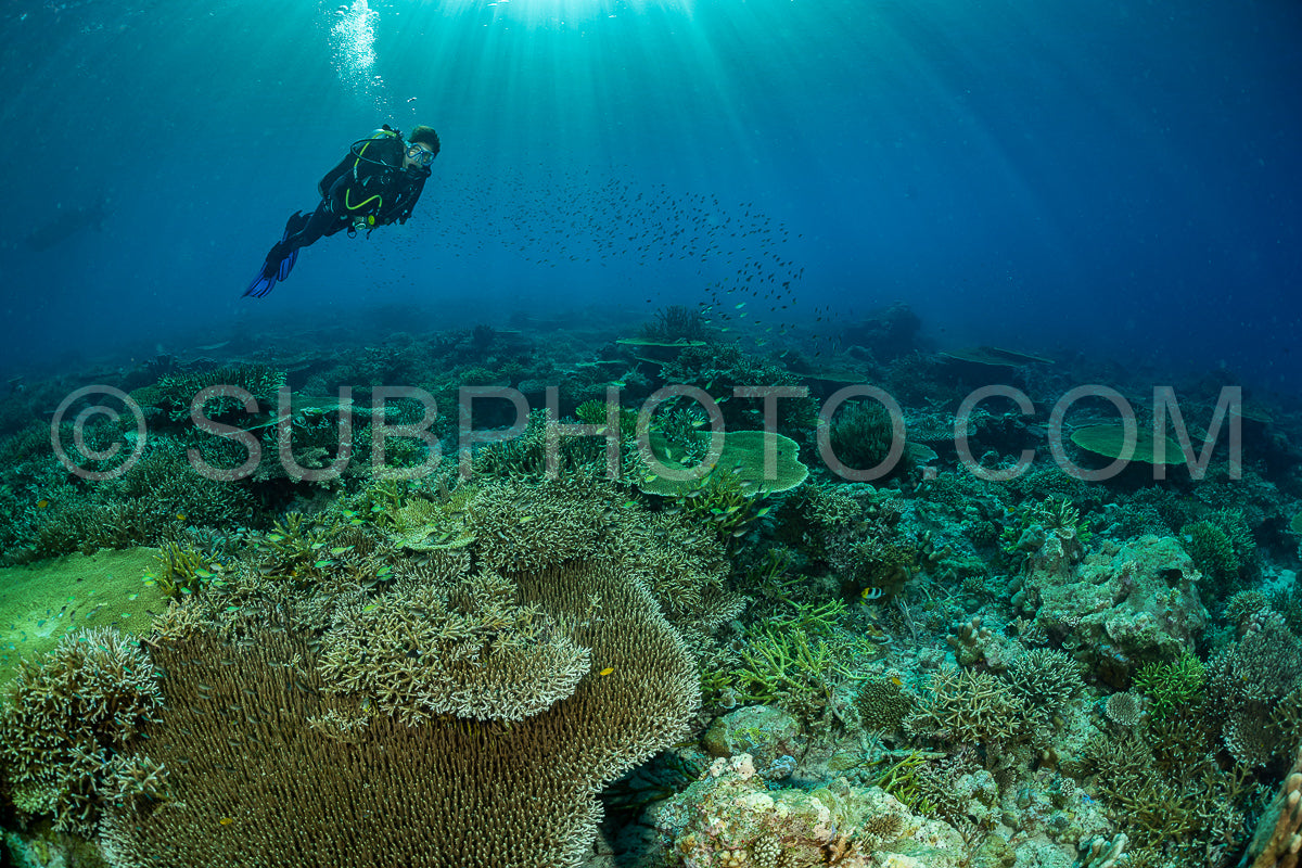 woman diver discovering the beauty of the Komodo National Park caral reef in Indonesia
