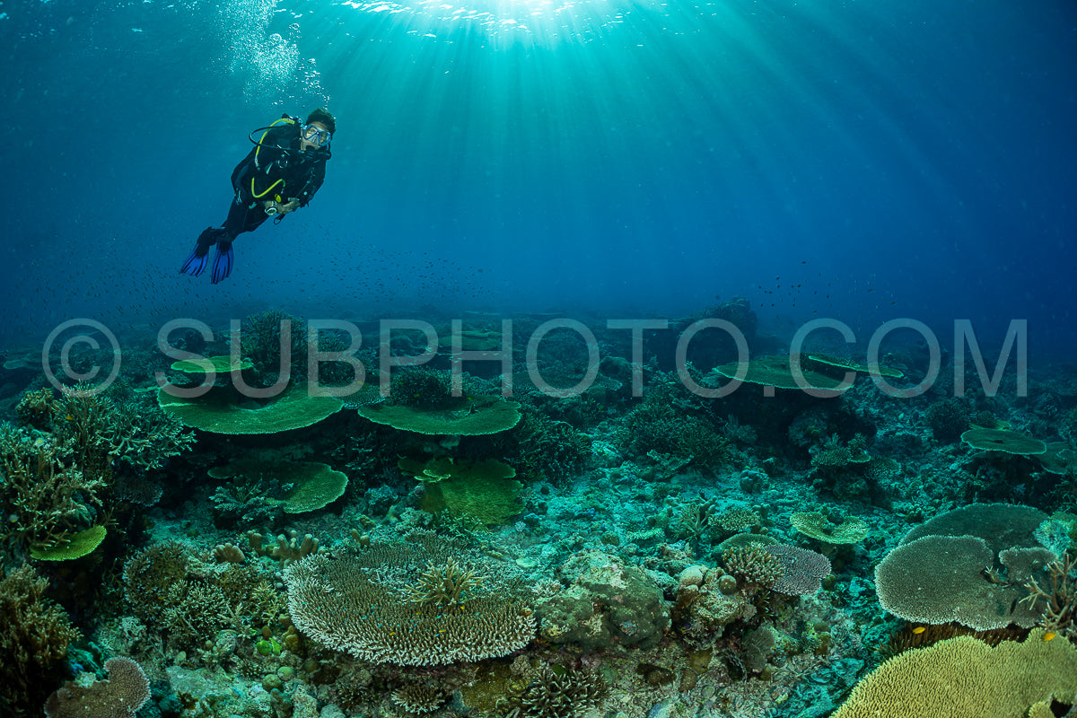 woman diver discovering the beauty of the Komodo National Park caral reef in Indonesia