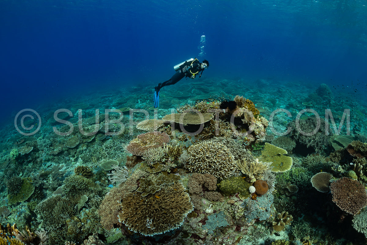 woman diver discovering the beauty of the Komodo National Park caral reef in Indonesia