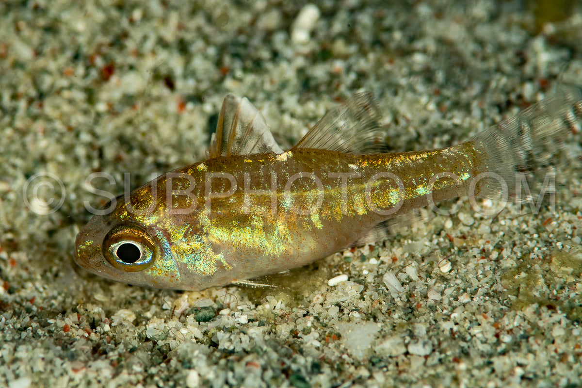 golden cardinalfish