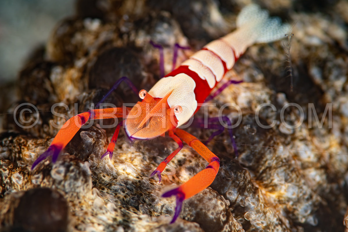 Photo de crevette empereur