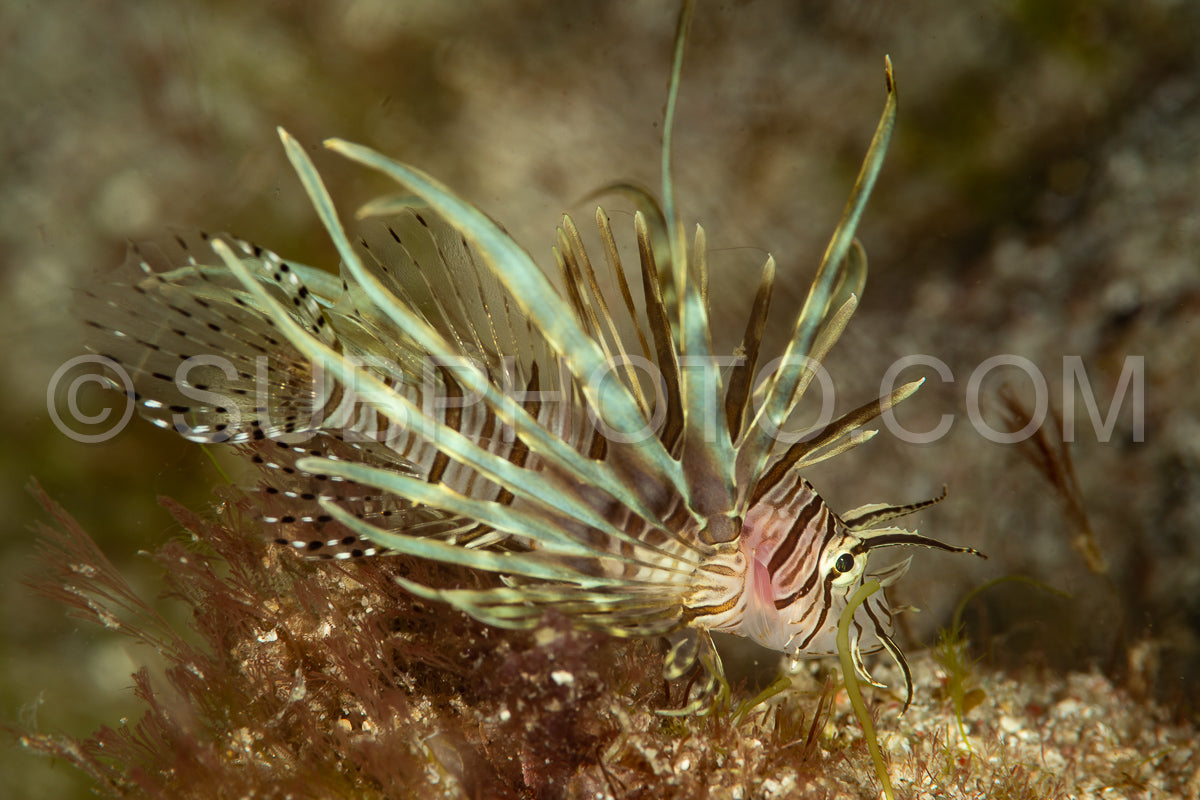 Photo de juvénile de poisson-lion à queue claire