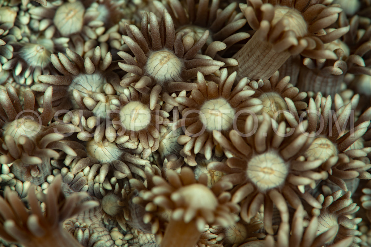 Photo de polype corallien