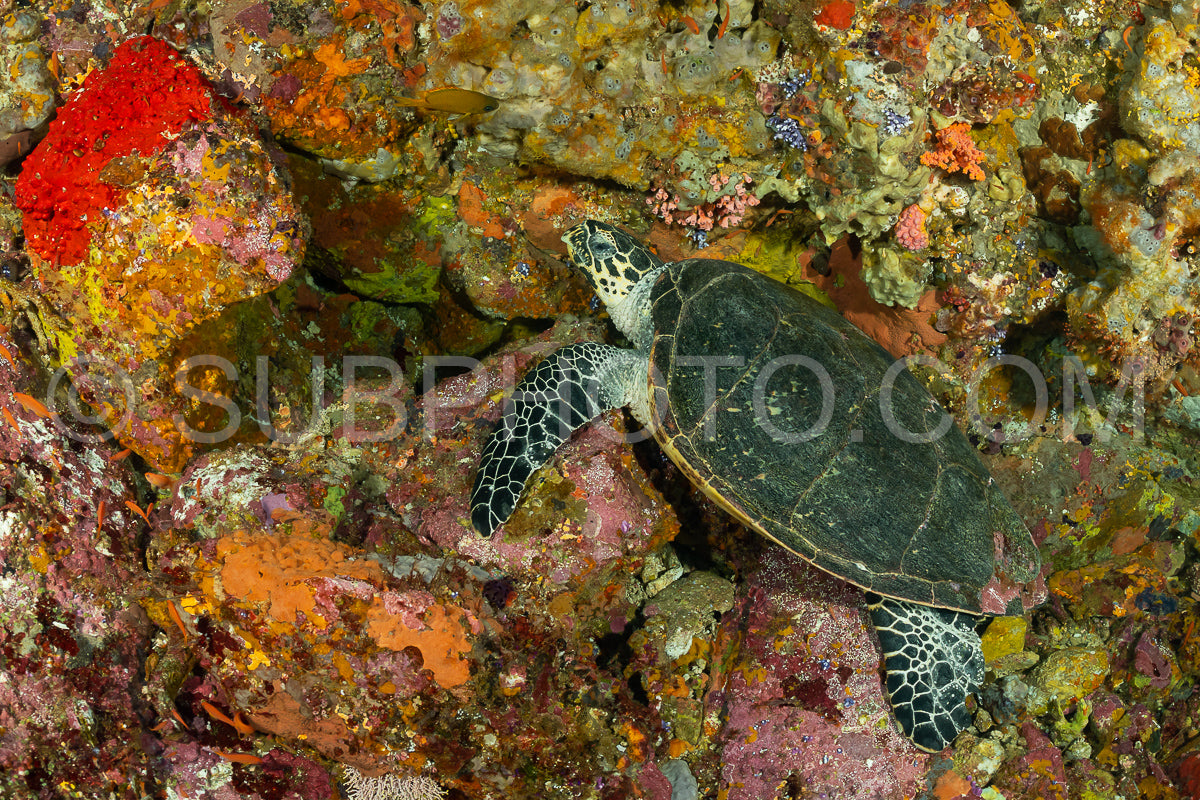 Photo de tortue imbriquée