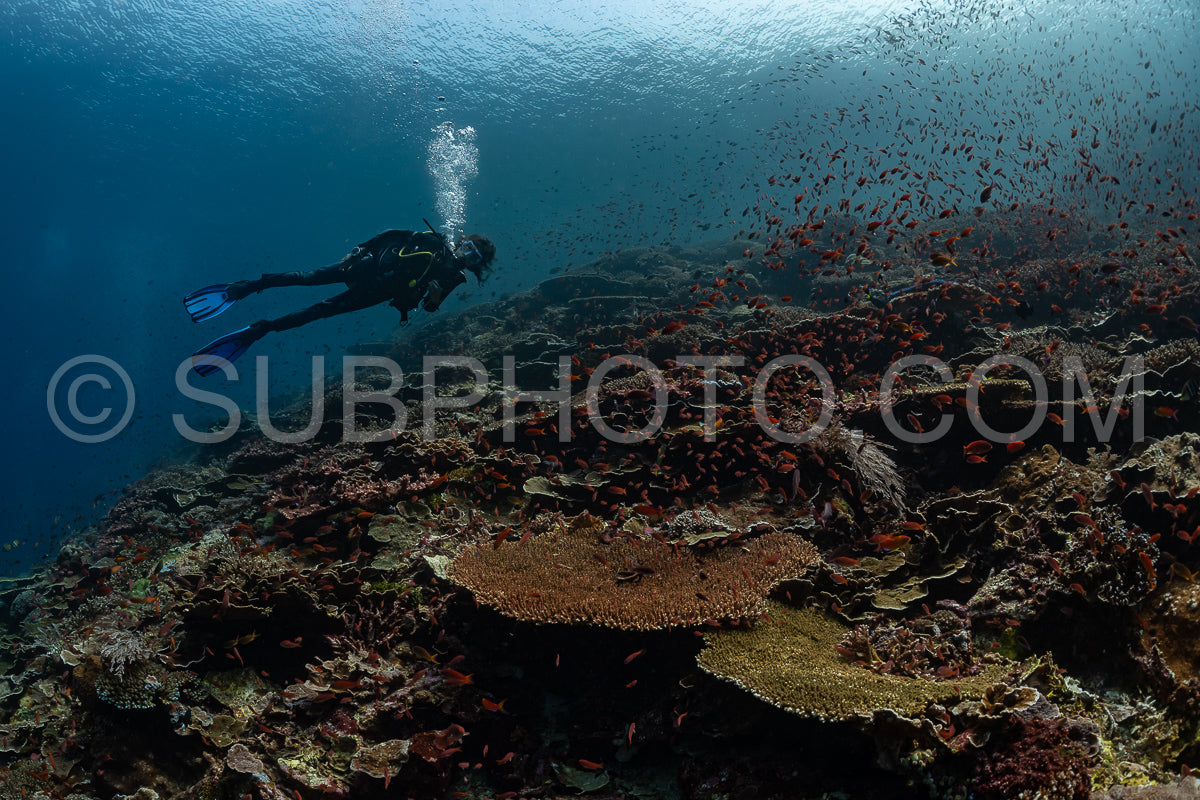 woman diver discovering the beauty of the Komodo National Park caral reef in Indonesia
