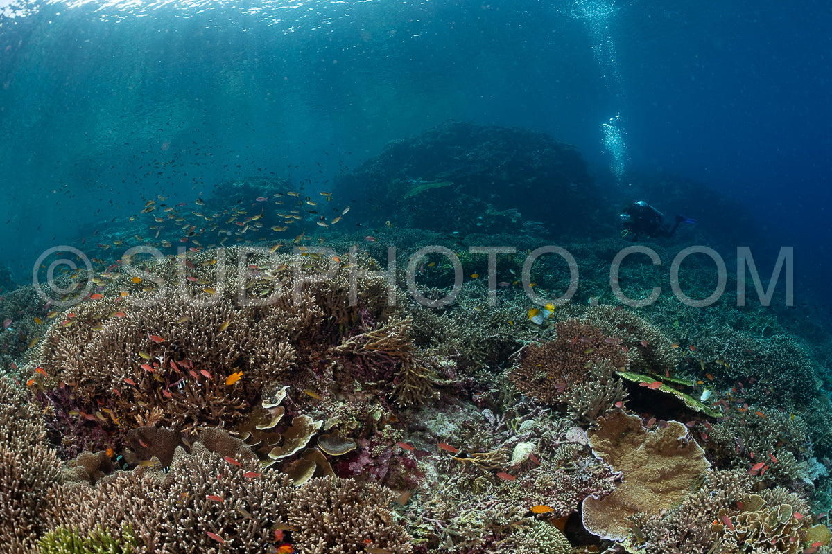 woman diver discovering the beauty of the Komodo National Park caral reef in Indonesia