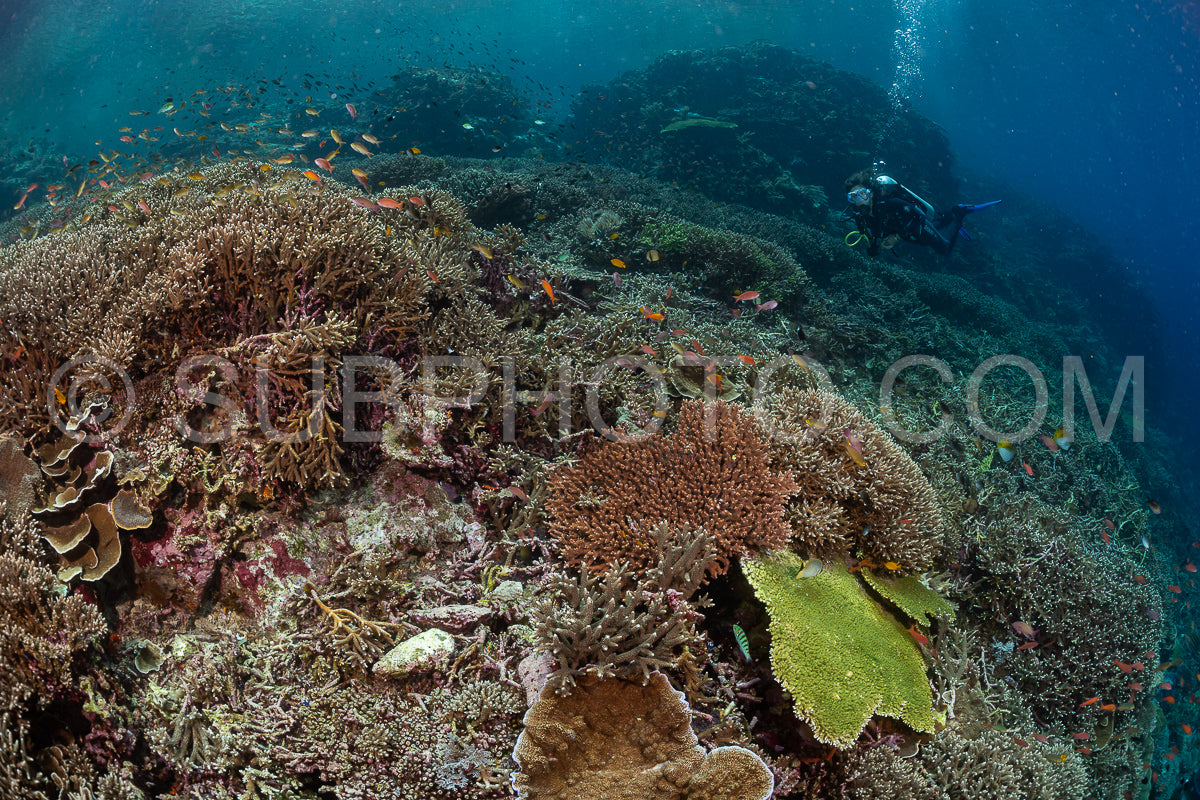 woman diver discovering the beauty of the Komodo National Park caral reef in Indonesia