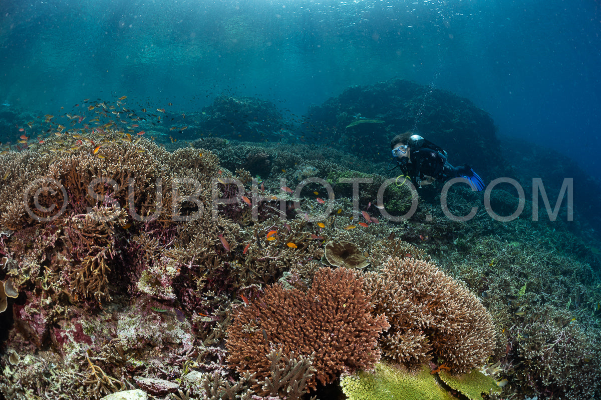 woman diver discovering the beauty of the Komodo National Park caral reef in Indonesia